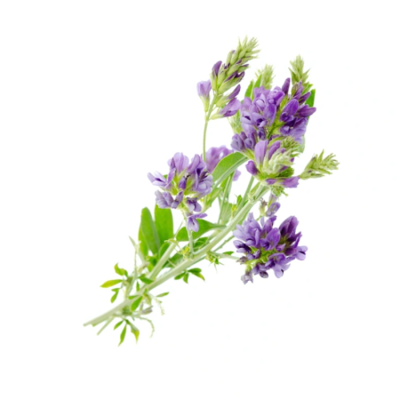 Alfalfa Leaf