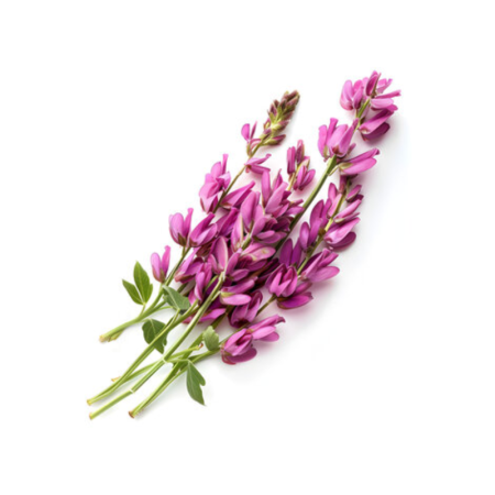 Astragalus Root