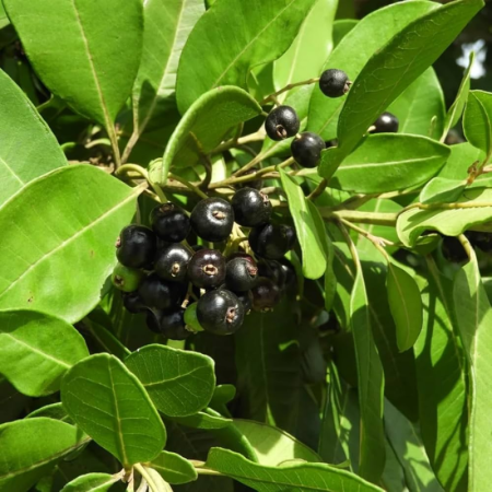 Allspice