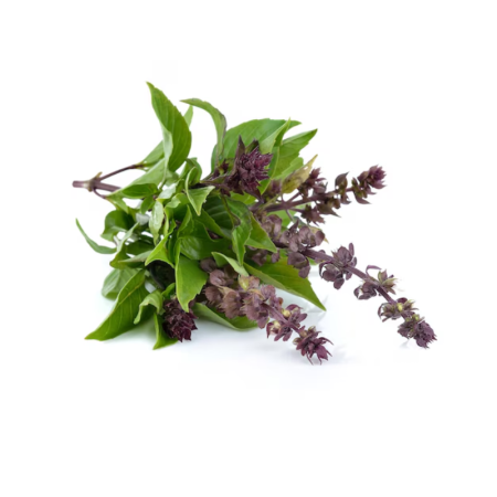 Black Cohosh